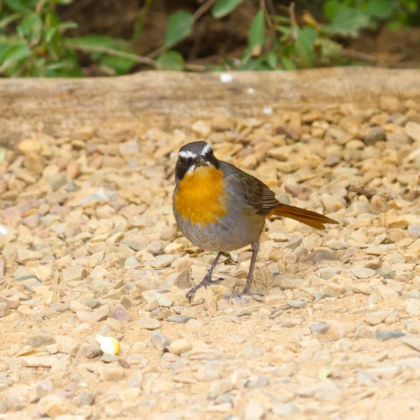 Addo Elephant National Park Cape Robin Chat — 图库照片