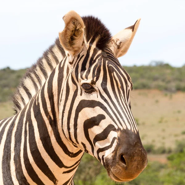 Addo Elephant National Park Plains Zebra — Stock fotografie