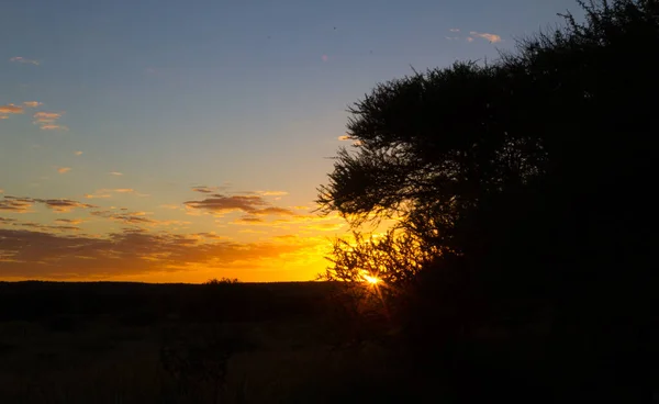 Mokala Nationalpark Landschaft Sonnenaufgang — Stockfoto