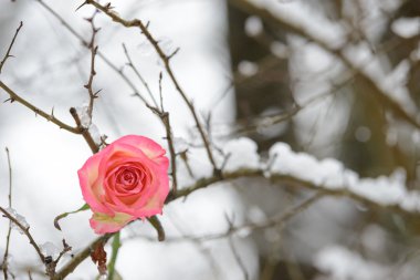 Gül ağacı üzerinde