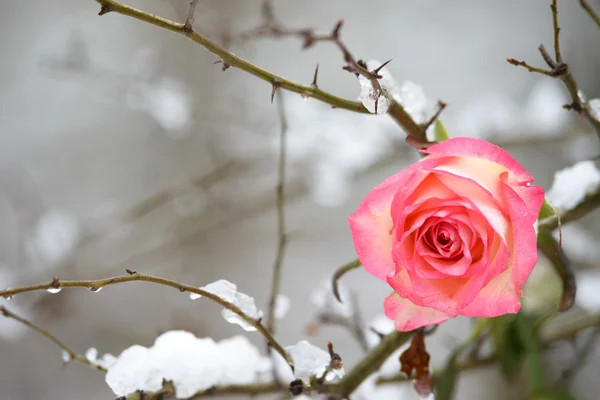 Роза в зимнем лесу на дереве с легким снегом — стоковое фото