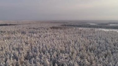 Uçsuz bucaksız bir kış çam ağaçlarının tepeleri karla kaplıydı. Ormanların yok edildiği bazı yerlerde. Drone ağaçların üzerinden uçuyor. Güneşli bir gün