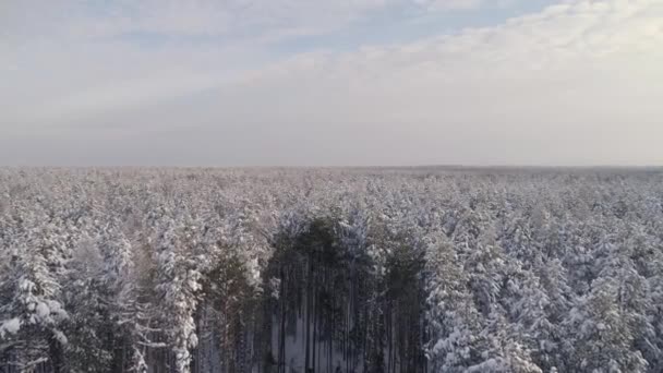 Vue Aérienne Exploitant Forestier Dans Forêt Hiver Récolteuse Abattant Arbre — Video