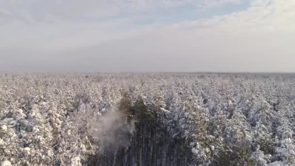Vue Aérienne Abattage Arbre Dans Forêt Hiver Neige Tombe Des — Video