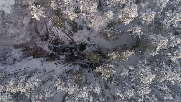 Vue Aérienne Exploitant Forestier Dans Forêt Hiver Récolteuse Abattage Arbres — Video