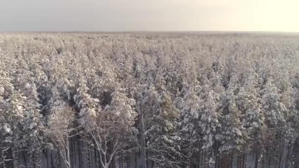 Vue Aérienne Interminable Sommet Arbres Forestiers Pins Hiver Recouvert Neige — Video