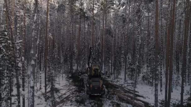 Widok Drone Forest Harvester Akcji Lesie Zimowym Kombajn Wycinający Drzewo — Wideo stockowe