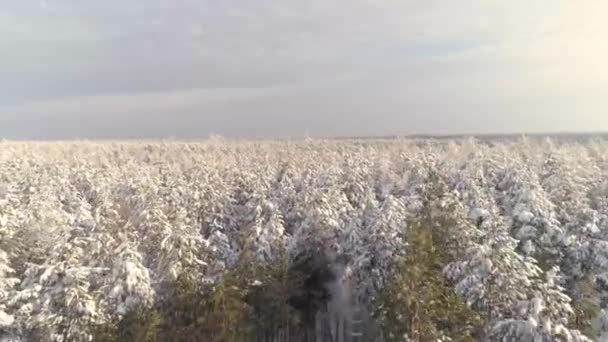 冬の森に仕事で森の収穫者とフォワーダーの空中ビュー 晴れた冬の日 雪が降ってる 近くの太陽の木 木を伐採する収穫者 — ストック動画