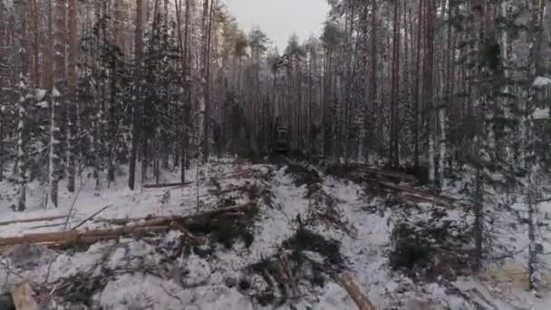 Flygdrönare Syn Skogsavverkare Aktion Vinterskogen Skördare Som Avverkar Ett Träd — Stockvideo