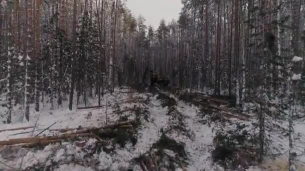 冬の森の中で活動中の森林収穫機の空中ドローンビュー 収穫者は木を伐採する 雪は木から降る 木は雪の中で地面に落ちる 冬の雪の上に木の丸太があります カメラは収穫機に移動します — ストック動画