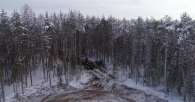 Forest Forwarder 'ın hava görüntüsü ve kış ormanlarındaki hasat aracı. Yönlendirici ağaç kütükleri, hasatçı ağaç kesiyor. Ağaçlardan kar yağıyor. Ağaçlar karda yere düşer. Yerde karlı ağaç kütükleri var.