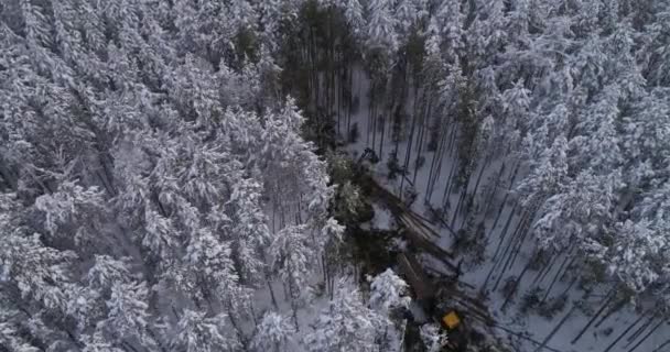 Orman Hasatçısının Yukarıdan Görünüşü Yol Göstericisi Kış Ormanlarına Doğru Işliyor — Stok video