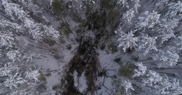 Вгорі Повітряний Вид Лісоруба Зимових Лісах Збір Врожаю Дерев Дерева — стокове відео