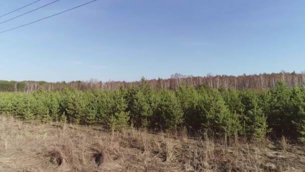 Luchtfoto Van Kleine Pijnbomen Het Veld Achter Het Veld Een — Stockvideo