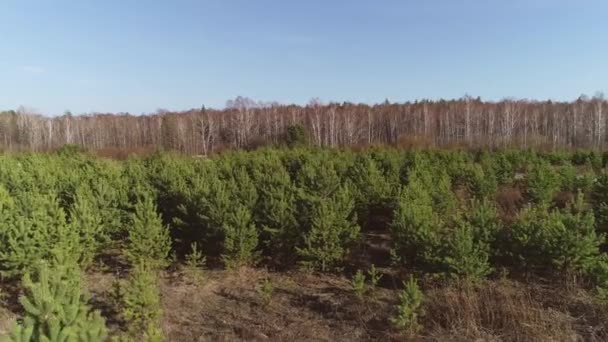 Légi Felvétel Kis Fenyőfákról Mezőn Mező Mögött Van Egy Nyírfa — Stock videók