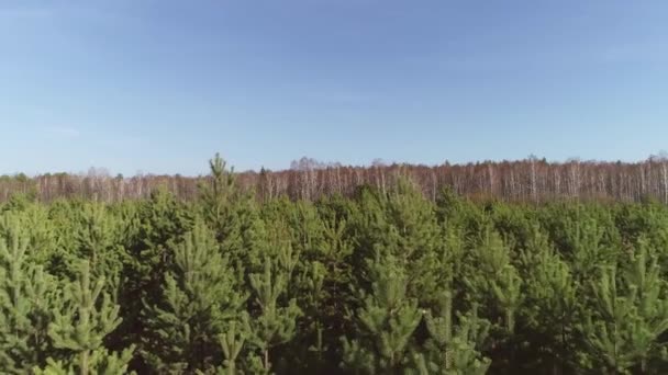 空中俯瞰田野里的小松树 田野后面是一片桦树林 阳光灿烂 天空蔚蓝 无人机飞过松树的顶部 — 图库视频影像