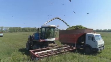 Buğday tarlasında hasat yapılan drone görüntüsü. Hasatçı tahılları bir kamyona yerleştiriyor. Hasatçı buğday hasadını topluyor. Uçan bir kuş sürüsü. Yaz güneşli bir gün