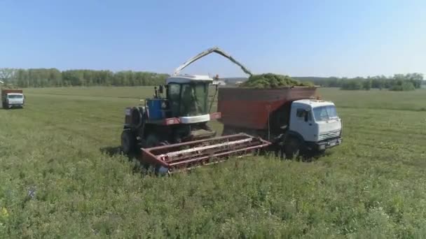 Drone View Combine Harvesting Wheat Field Inglés Cosechadora Poniendo Los — Vídeos de Stock