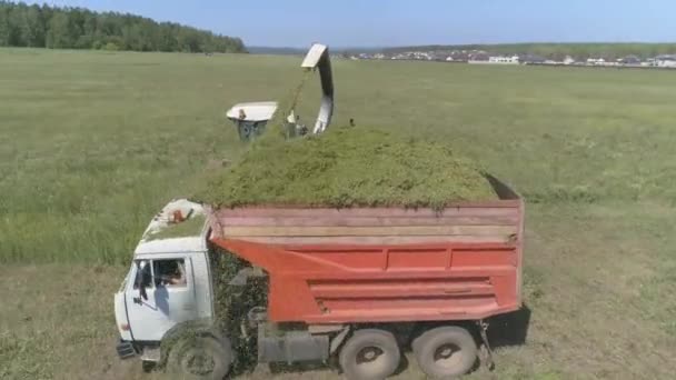 Luchtdrone Zicht Combine Oogsten Tarweveld Oogstmachine Zet Granen Een Vrachtwagen — Stockvideo