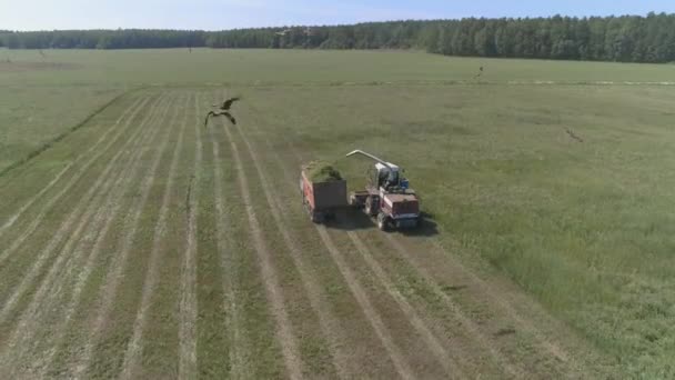 Aerial Drone View Van Combines Oogsten Tarweveld Oogstmachine Zet Granen — Stockvideo