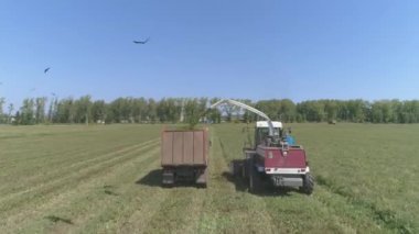 Buğday tarlasında hasat yapılan drone görüntüsü. Hasatçı tahılları bir kamyona yerleştiriyor. Hasatçı buğday hasadını topluyor. Uçan bir kuş sürüsü. Yaz güneşli bir gün