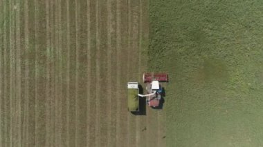 Buğday tarlasında hasat yapılan hava manzarası. Hasatçı tahılları bir kamyona yerleştiriyor. Hasatçı buğday hasadını topluyor. Uçan bir kuş sürüsü. Yaz güneşli bir gün