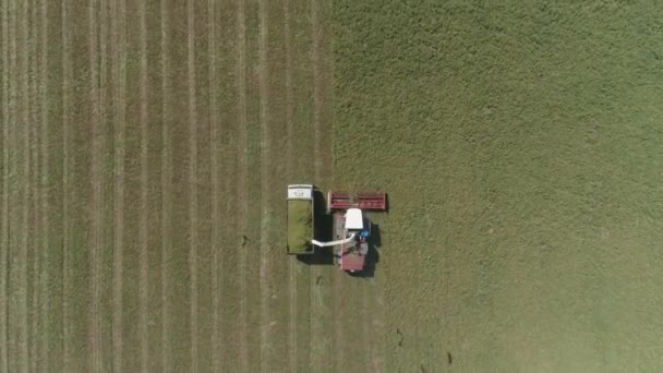 小麦畑での収穫の空中ビューのトップダウン 収穫機は穀物をトラックに乗せた 収穫者は小麦の収穫を集める 空飛ぶ鳥の群れ 夏の晴れた日 — ストック動画