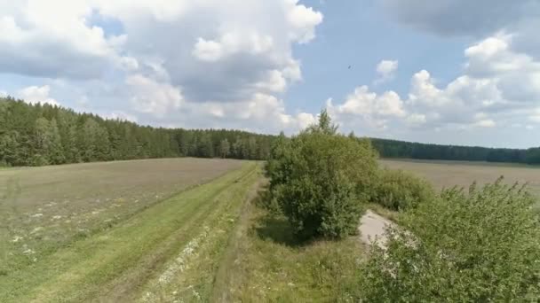 Vue Aérienne Champ Forêt Chemin Terre Des Oiseaux Des Nuages — Video