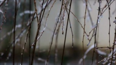 Akşam kar ince asma dalları üzerinde.