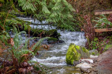 Pacific Northwest Creek 