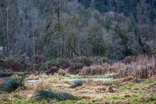Невозделанные водно-болотные угодья вдоль Вашингтонского леса — стоковое фото