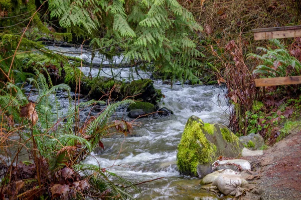 Pacific Northwest Creek — Φωτογραφία Αρχείου