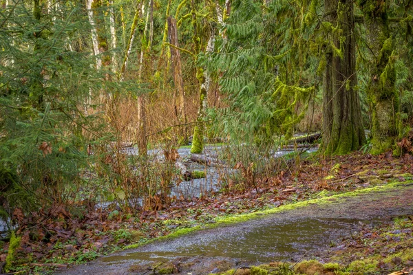 Wandelpad langs een ondiep beekje Pacific Northwest bos — Stockfoto