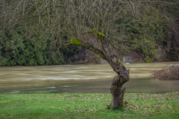 Βρύα που καλύπτονται δέντρο με γυμνά κλαδιά μπροστά από μια ομαλή ποταμού — Φωτογραφία Αρχείου