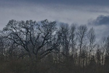 Yapraksız, bulutlu gökyüzüne karşı uzun ağaçlar