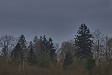 Sonbahar sonu veya ilkbahar ormanı Sabah gökyüzünün altında