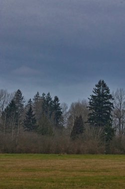 Sonbahar sonu veya ilkbahar ormanı Sabah gökyüzünün altında