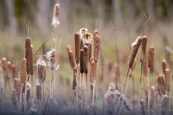 Żółte trzciny bydlęce na nasiona — Zdjęcie stockowe