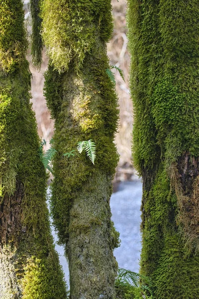 Musgo verde brillante que cubre troncos y ramas de árboles — Foto de Stock