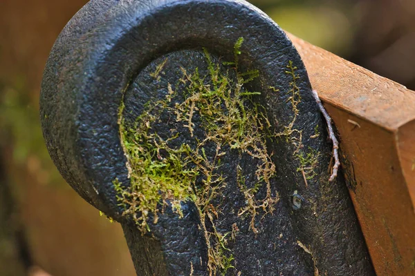 old park bench in the forest covered in moss