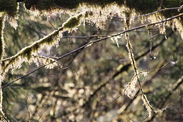 Musgo verde brilhante cobrindo troncos e galhos de árvores — Fotografia de Stock