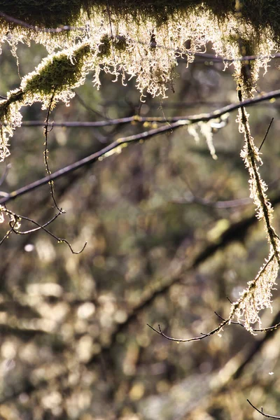 Piccolo muschio verde canottaggio che copre tronchi d'albero e rami — Foto Stock