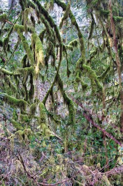 Ağaçların gövdelerini ve dallarını kaplayan parlak yeşil yosunlar.