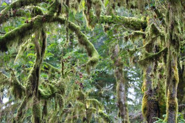 Ağaçların gövdelerini ve dallarını kaplayan parlak yeşil yosunlar.