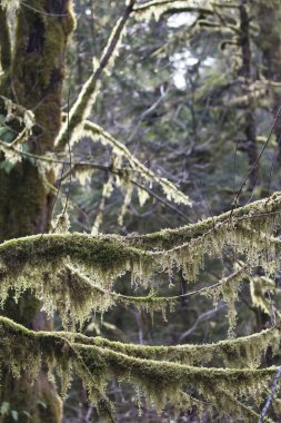 Ağaçların gövdelerini ve dallarını kaplayan parlak yeşil yosunlar.