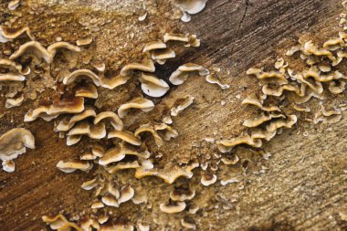 Sarı mantarlarla kaplanmış eski kütük.