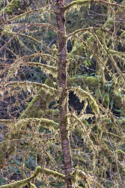 Ярко-зеленый мох покрывает стволы деревьев и ветви весной — стоковое фото