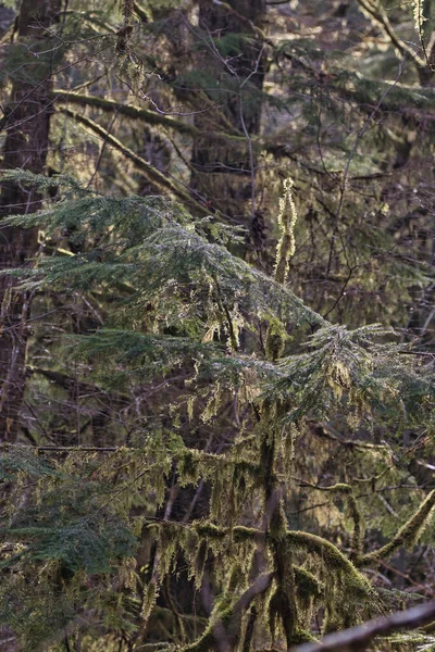 Bright green moss covering tree trunks and branches — Stock Photo, Image