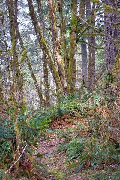 Sentier menant à travers la forêt mousseuse — Photo