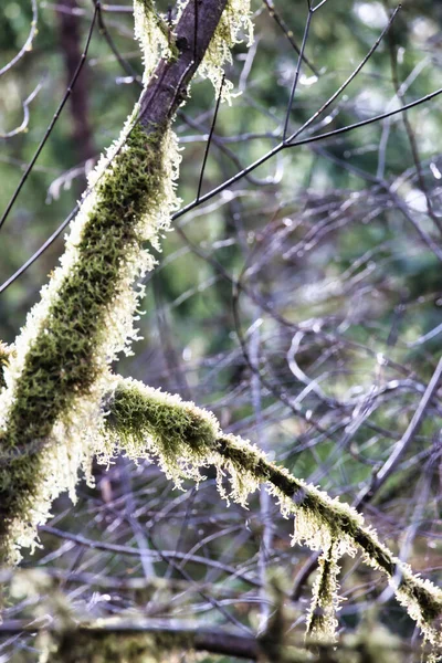 Musgo verde brilhante cobrindo troncos e galhos de árvores — Fotografia de Stock